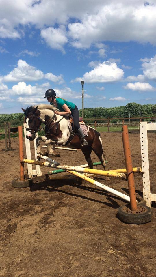 4yo Skewbald gelding for sale